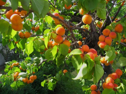 apricot-fruit